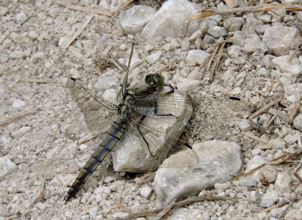 Una comferma prego! Orthetrum cancellatum